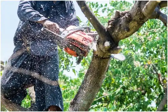 tree services Lusk